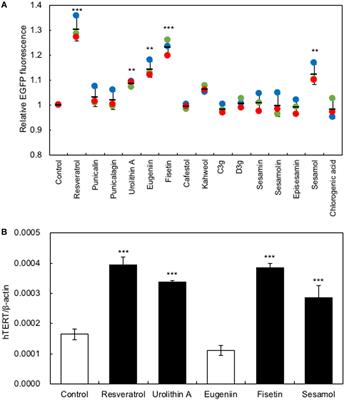 Fisetin Promotes Hair Growth by Augmenting TERT Expression